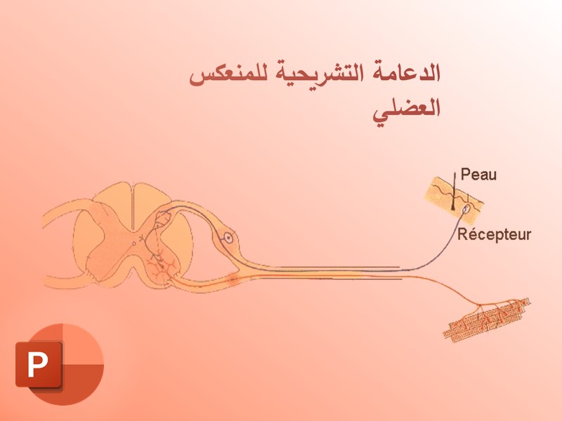 الدعامة التشريحية للمنعكس العضلي